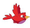 bird
